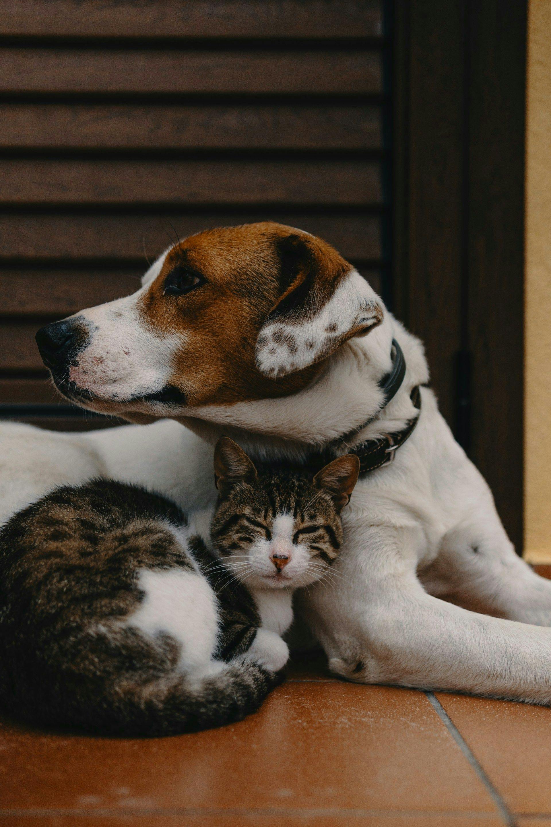 cats-and-dogs